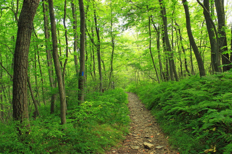 The Appalachian Trail, East Coast USA