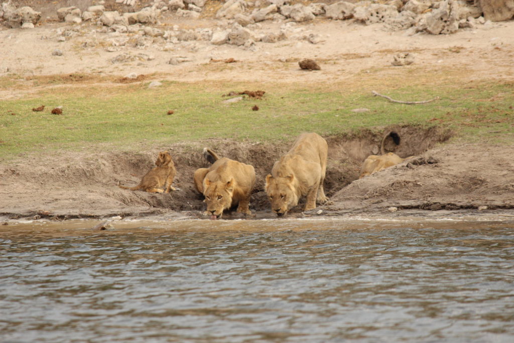 lions, river, water, africa