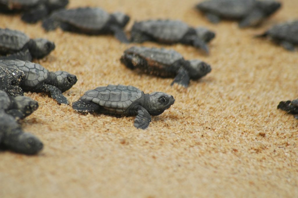 turtle, greece, crete, loggerhead