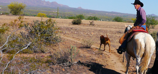 Exploring the diverse desert on horseback with Fort McDowell Adventures in Arizona