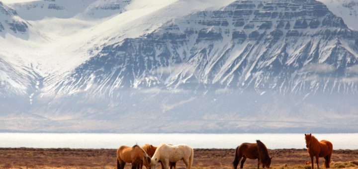 Iceland horses